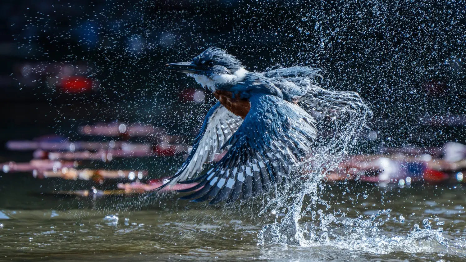 a ringed kingfisher takes flight over the water, spraying droplets everywhere