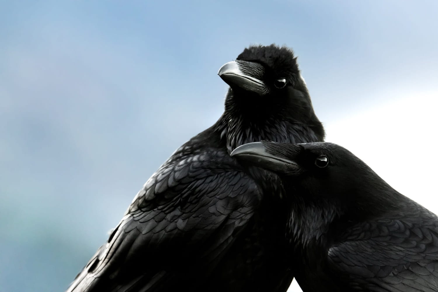 two ravens stand close to one another against a blurred background