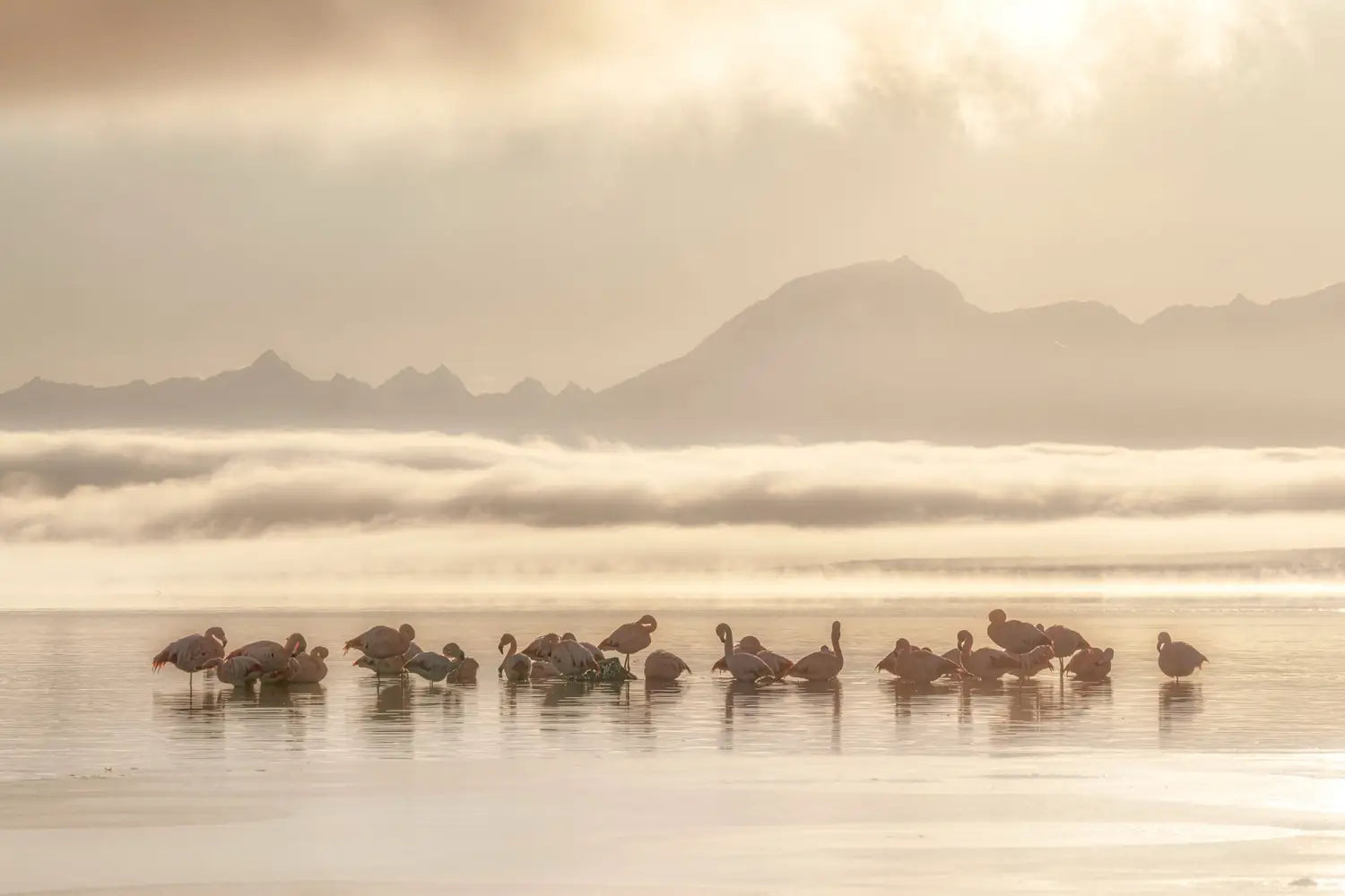 numerous flamingos gather at low tide in front of a hilly coastal backdrop