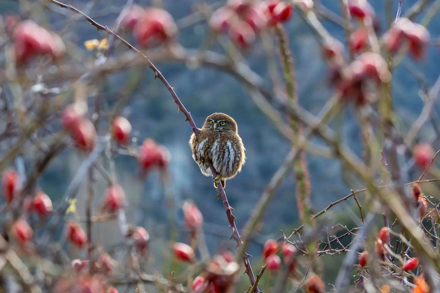 a pygmy owl balances on a branch against a blurred background of plants