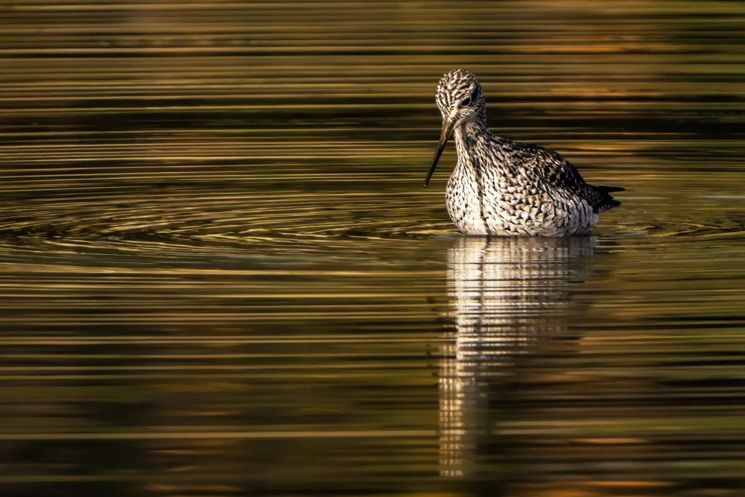 a greater yellowlegs bird swims in calm waters