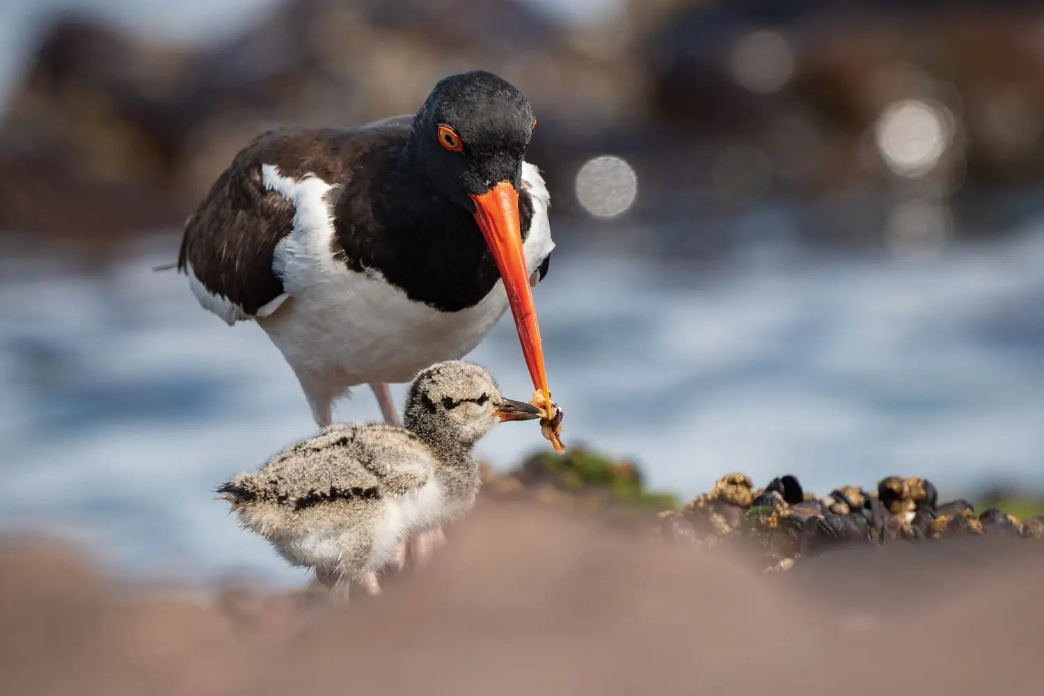 a mother oystercatcher feeds its chick