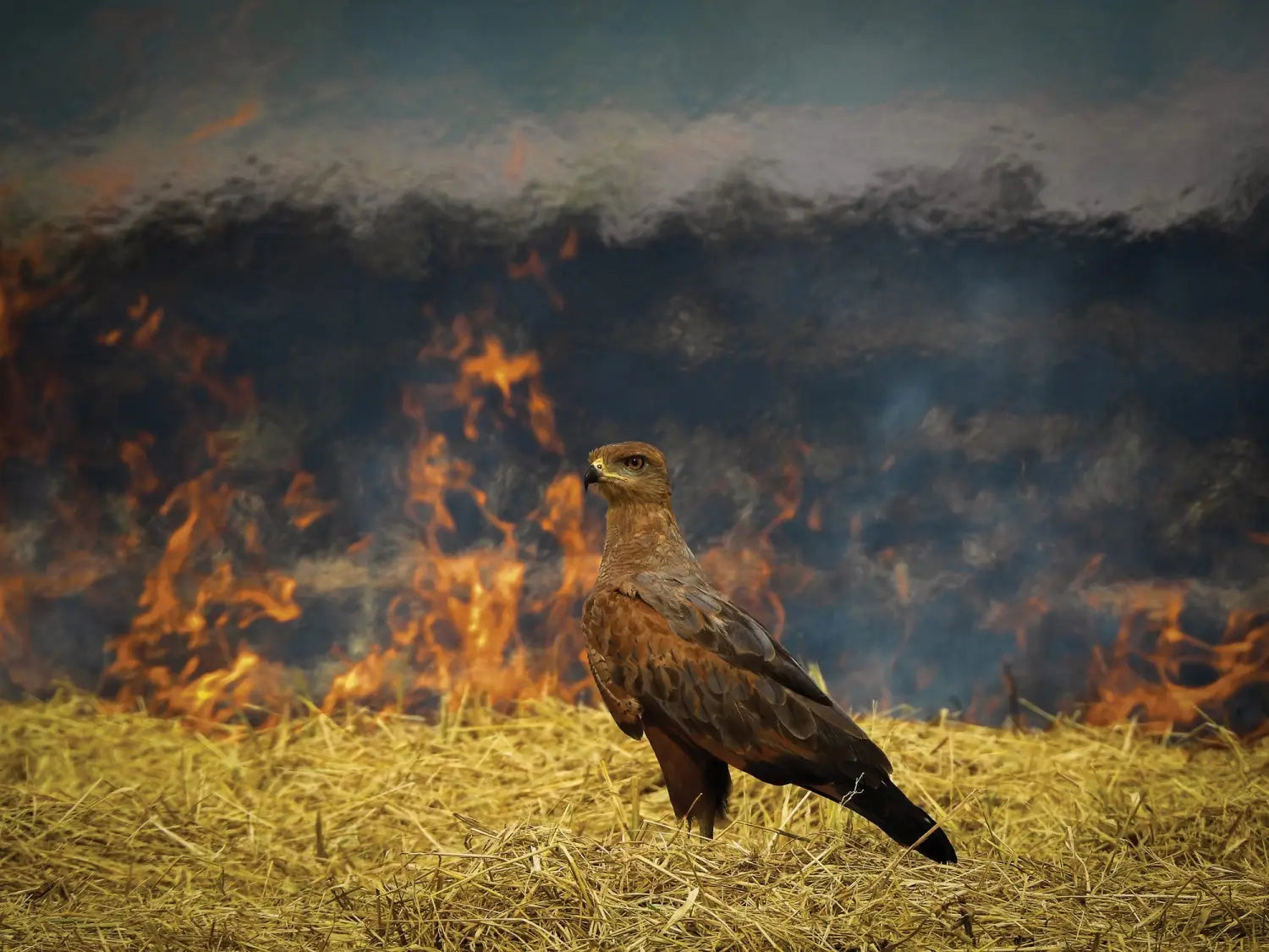 a savannah hawk stands gracefully in front of a blurred background of flames and heat waves