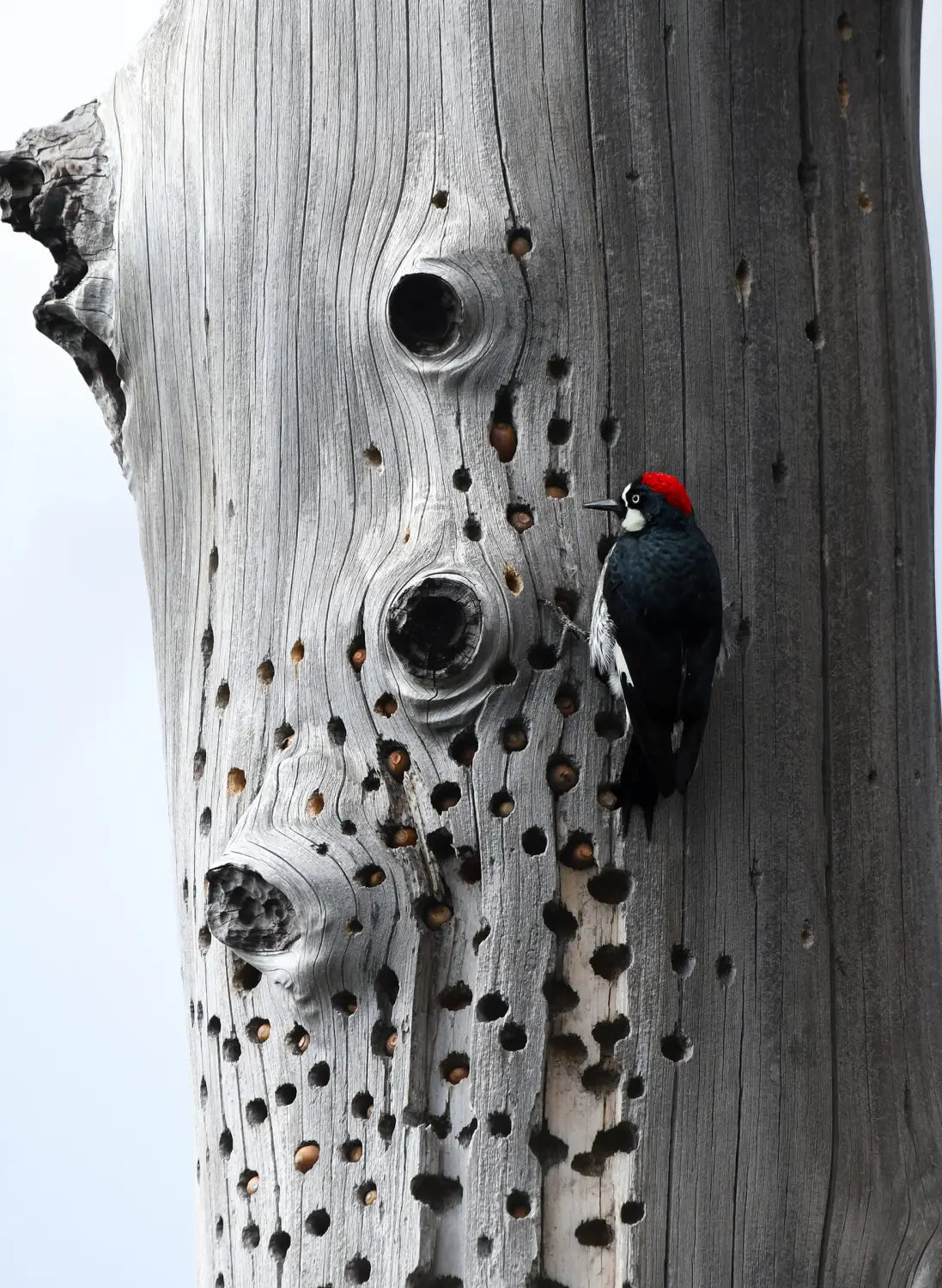 a woodpecker pecks at a dead tree, with numerous other holes already pecked, filled with acorns