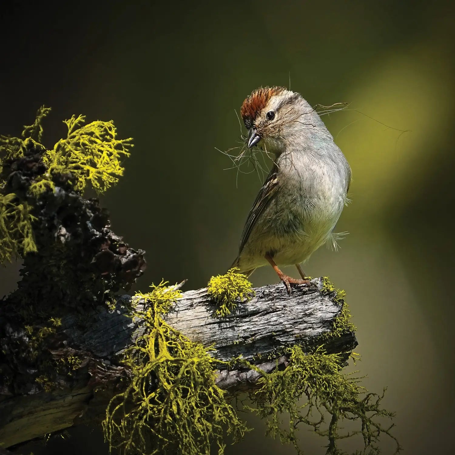 a chipping sparrow stands on an old tree limb covered in lichen