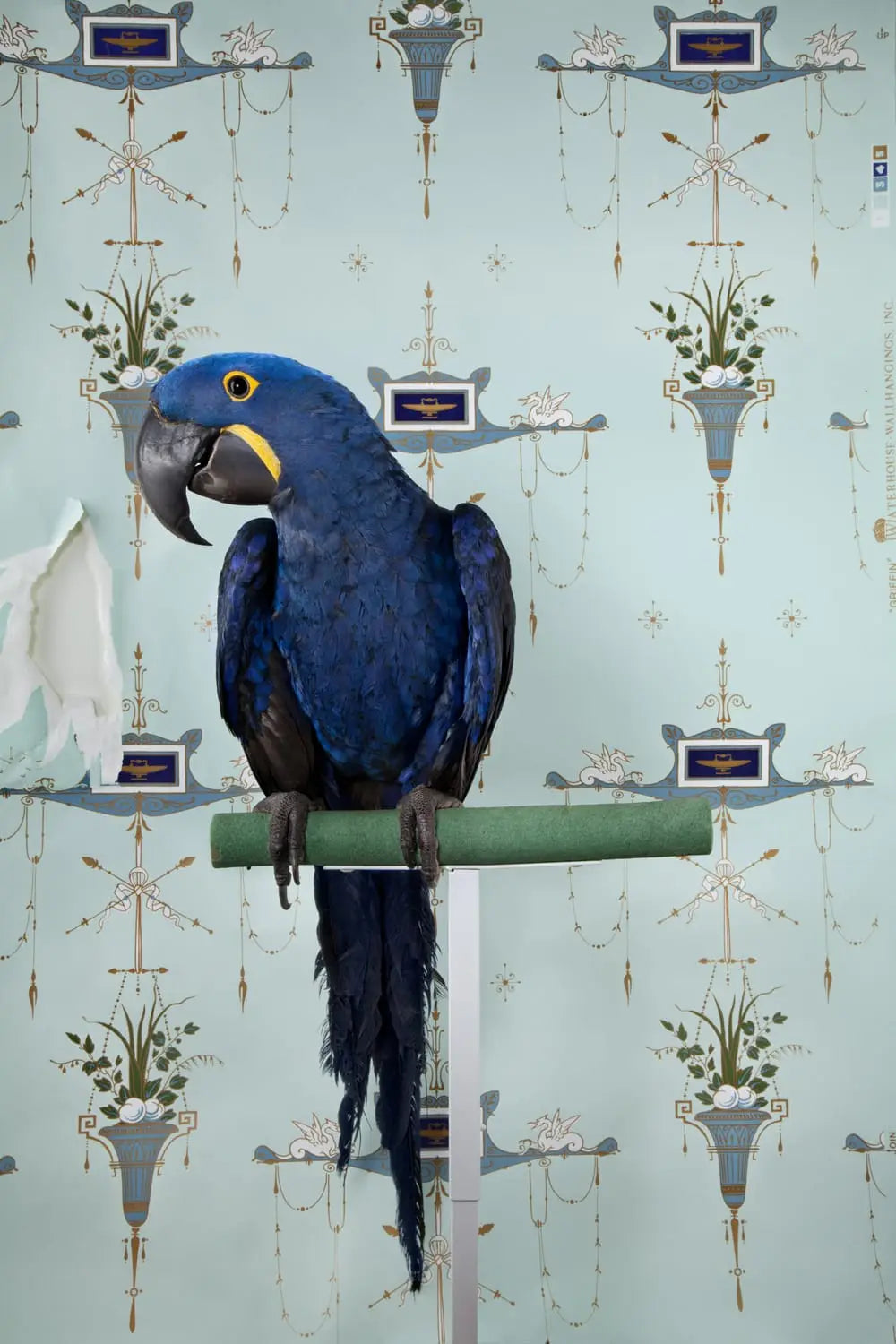 a photo by Claire Rosen depicts a blue tropical bird against a patterned wallpaper backdrop