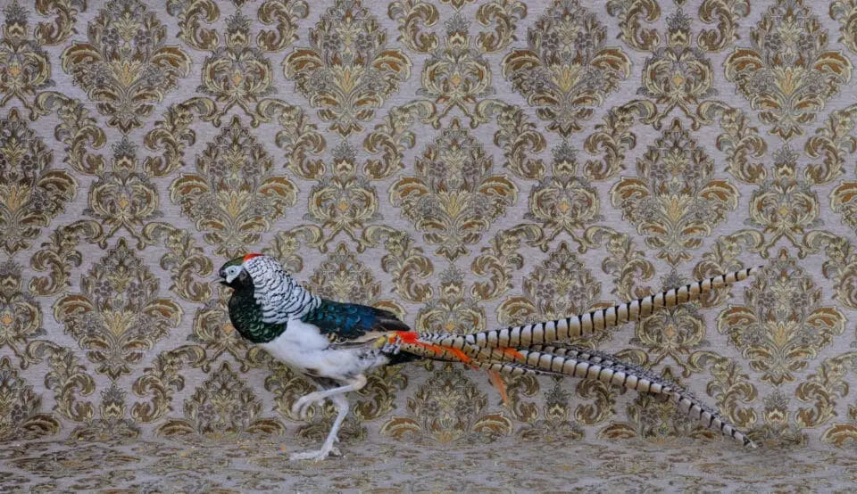 a photo by Claire Rosen depicts a long-tailed pheasant against a patterned wallpaper backdrop