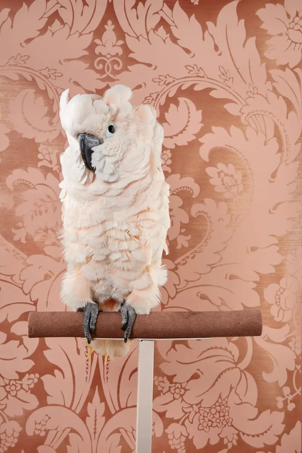 a photo by Claire Rosen depicts a pink fluffy bird against a pink patterned wallpaper backdrop