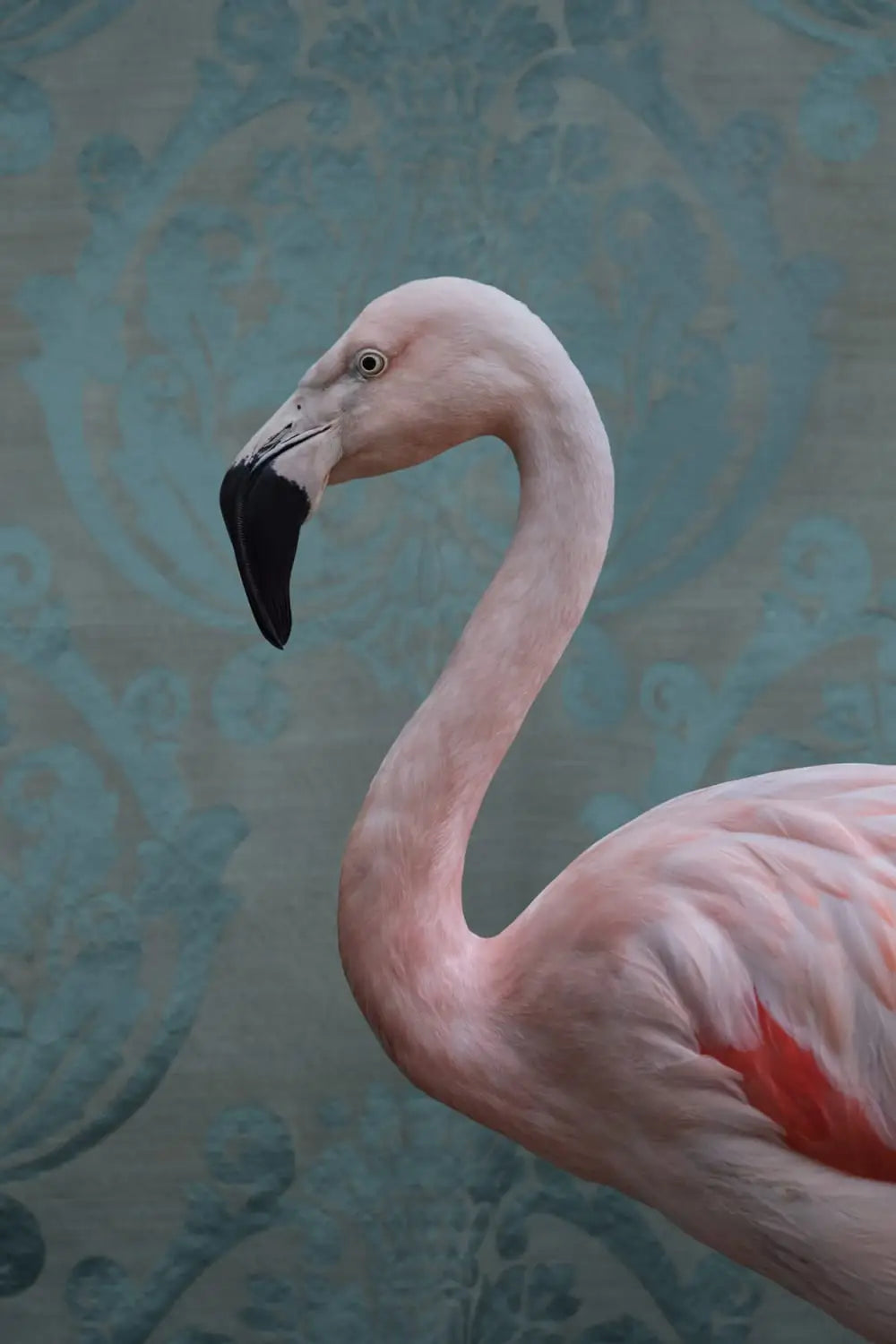 Against the Ornamental Backdrops of Claire Rosen’s Photos, Birds Strut Their Stuff