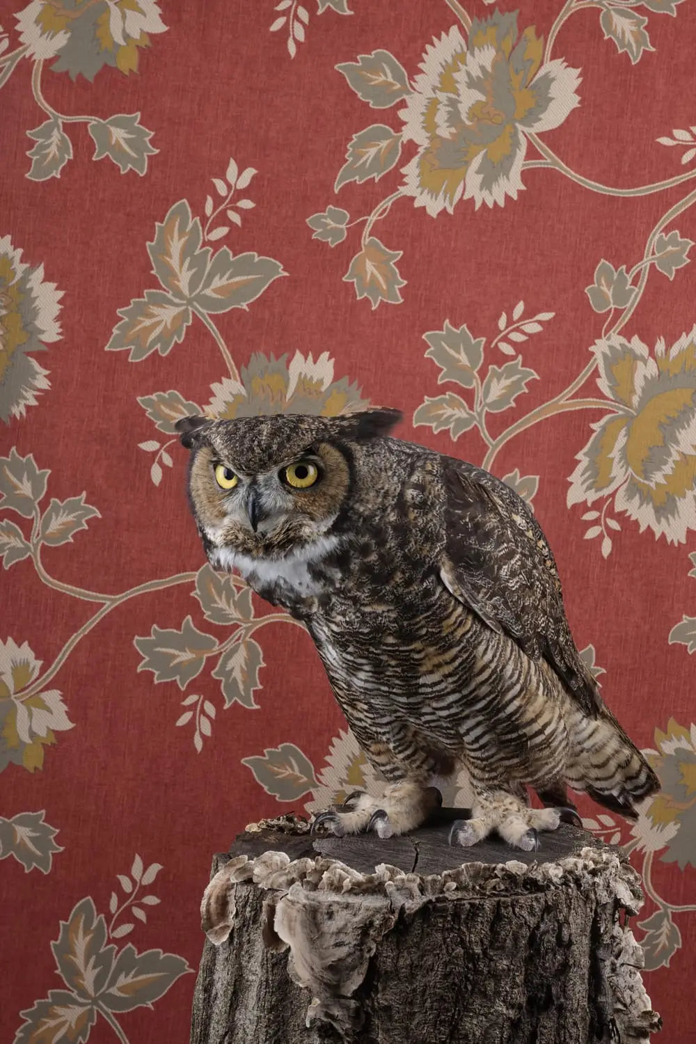 a photo by Claire Rosen depicts a hunched brown owl perched on a stump against a red and green patterned wallpaper backdrop
