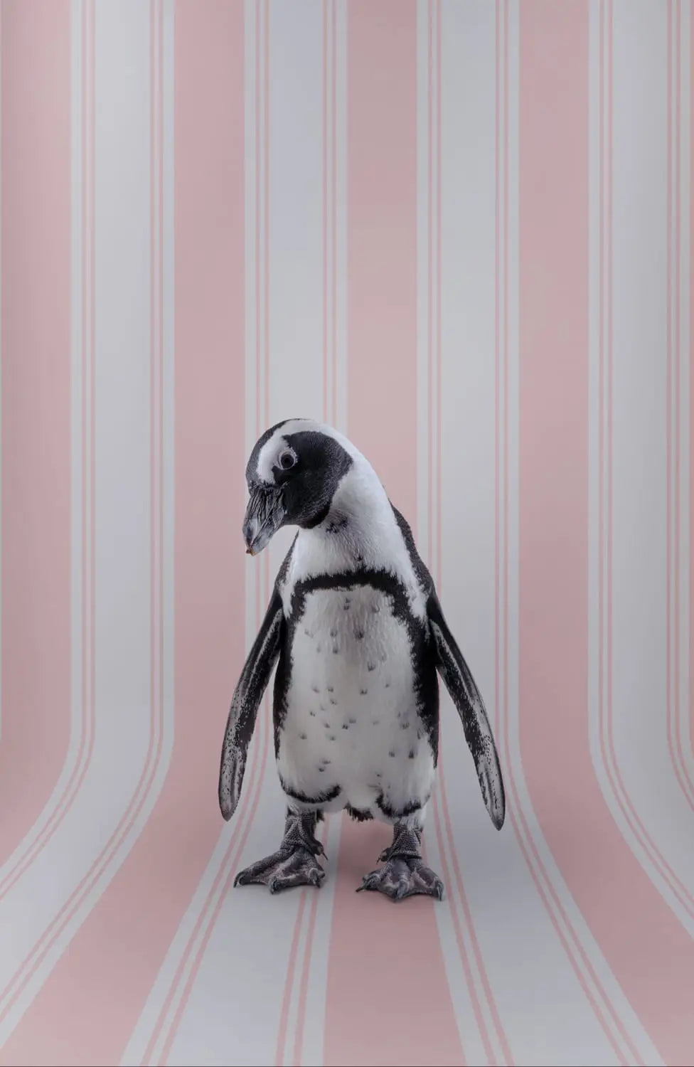 a photo by Claire Rosen depicts a penguin against a pink and white striped wallpaper backdrop