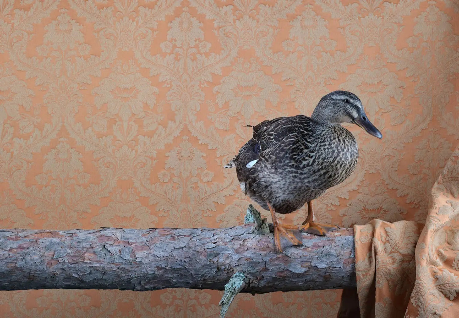 a photo by Claire Rosen depicts a duck on a branch against a patterned wallpaper backdrop