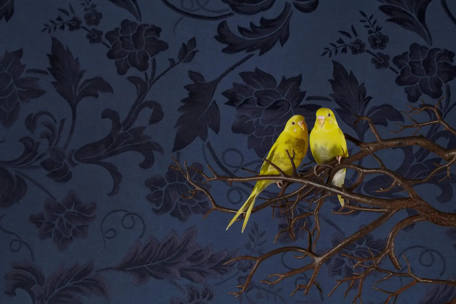 a photo by Claire Rosen depicts a pair of yellow birds perched on branches against a navy patterned wallpaper backdrop